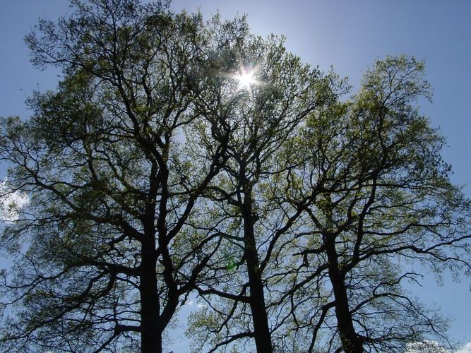 Three trees in spring