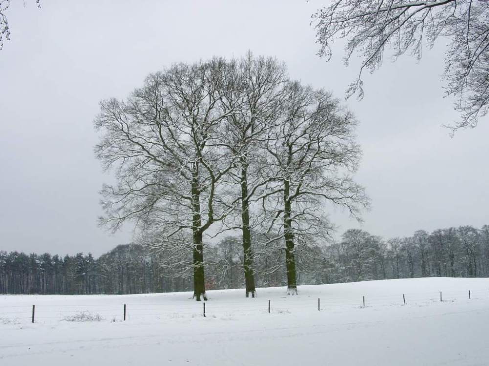 Three trees in winter