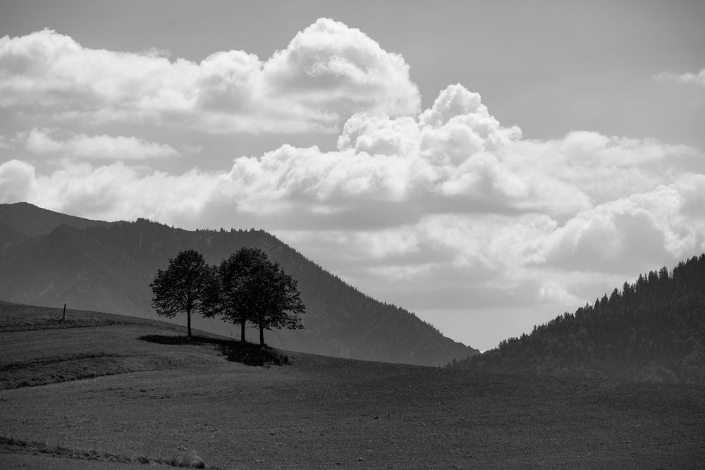 three trees (three)