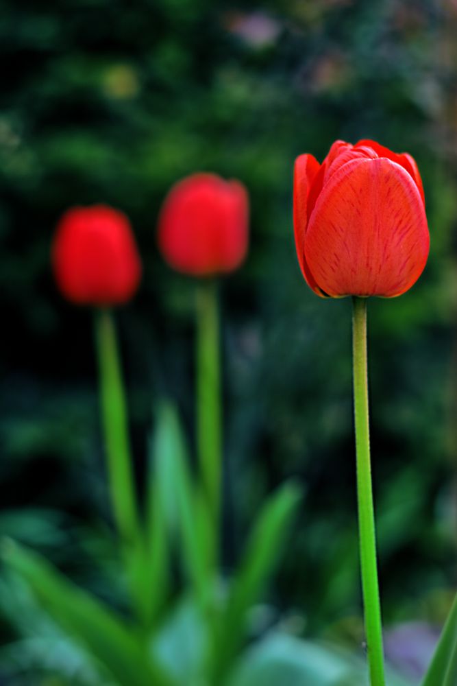 three tulips