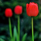 three tulips