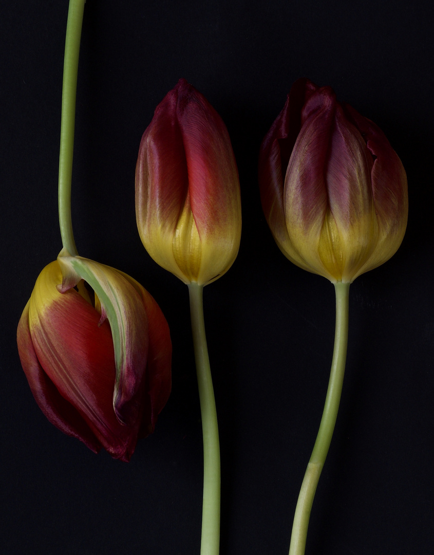 three tulips