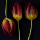 three tulips