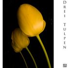 Three Tulips