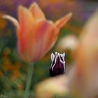 Three Tulips