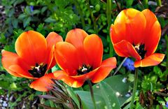 Three tulips for my friends