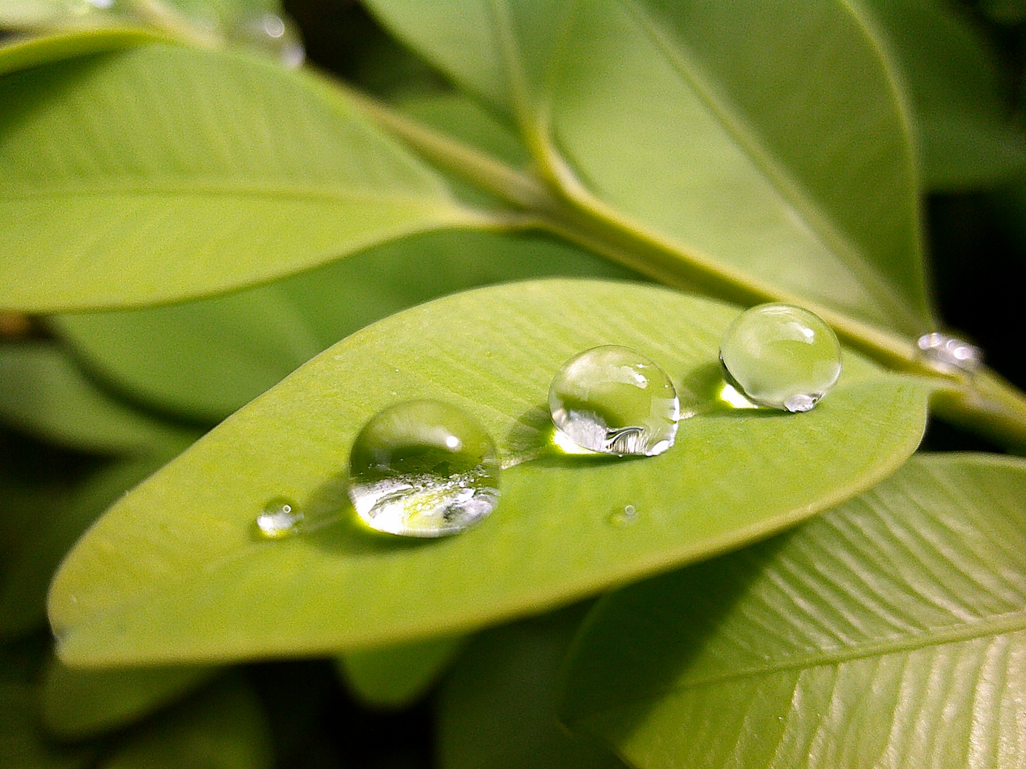 Three Waterdrop at Leaves