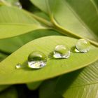 Three Waterdrop at Leaves