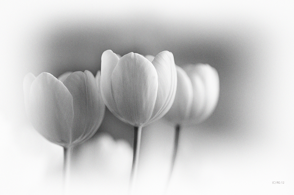 three white tulips