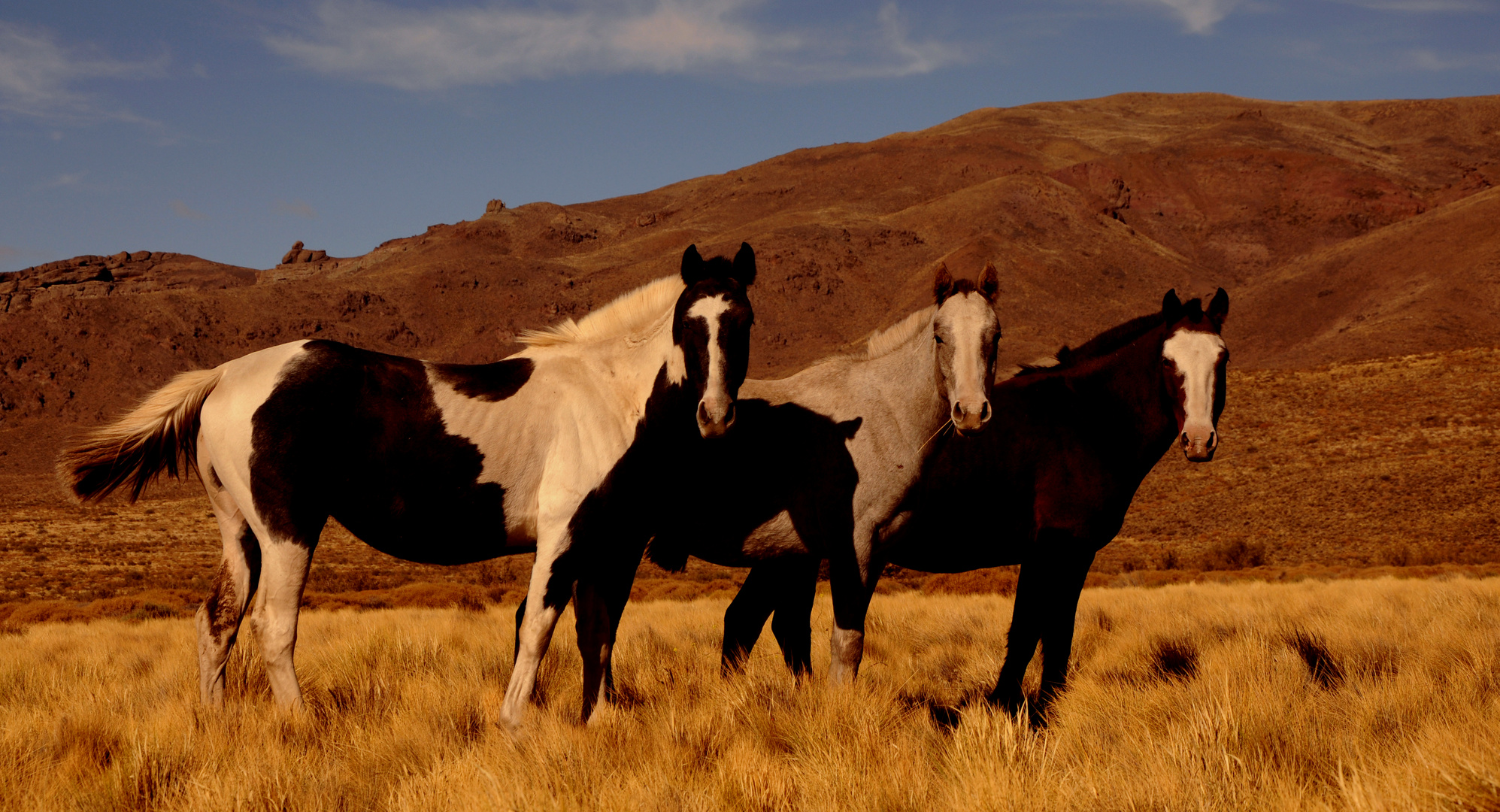 Three Wild Colored Horses