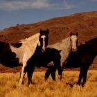 Three Wild Colored Horses