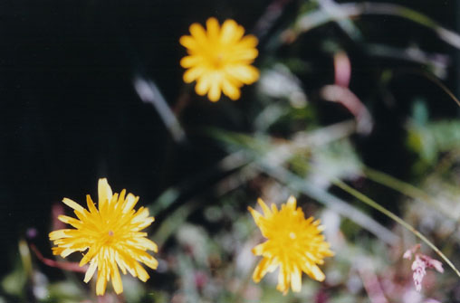 three yellow flowers