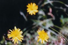 three yellow flowers