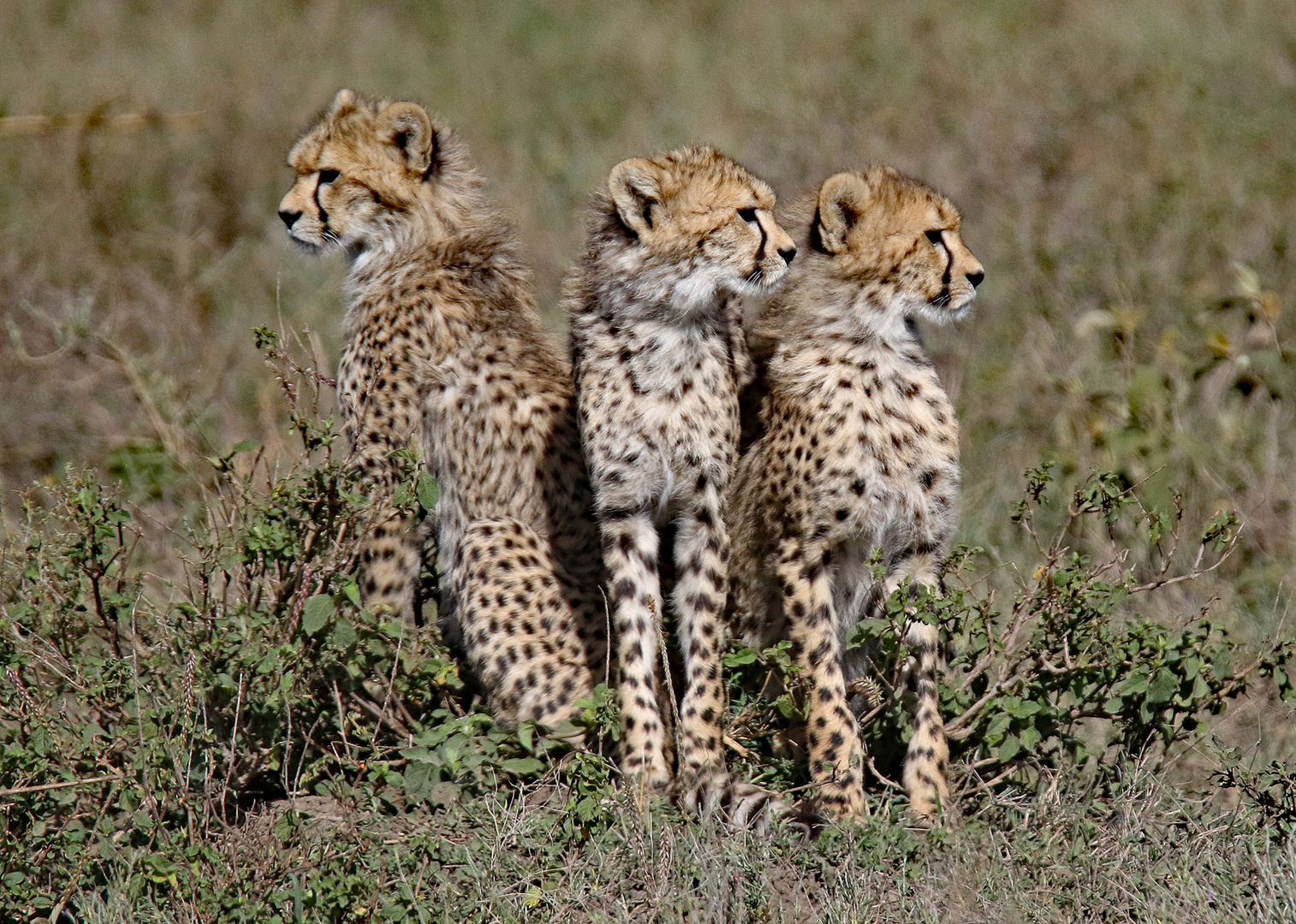 Three young Cheetas