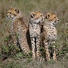 Three young Cheetas