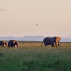 Three youngsters in tow