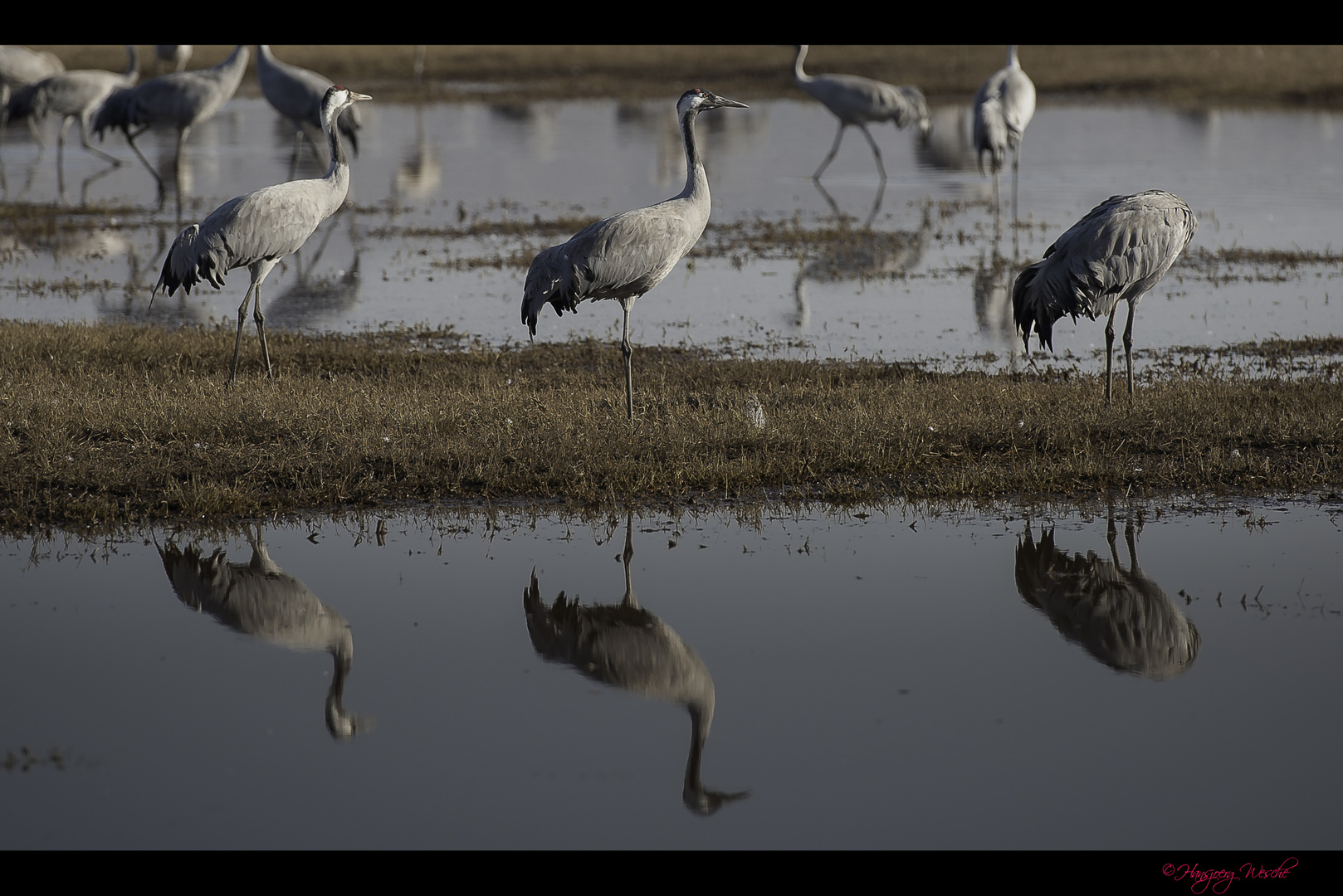 three_Cranes