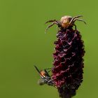 Thriller am Wiesenknopf