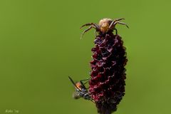 Thriller am Wiesenknopf