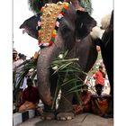 Thrissur Pooram [eleven]