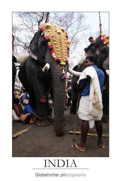 Thrissur Pooram [twelve]