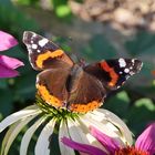 Thronender Admiral (Vanessa atalanta)