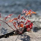 Through a crack in the concrete a flower grows...