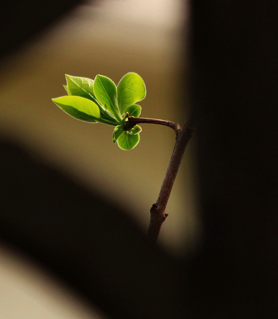 "Through A Wall, Darkly..."