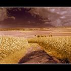 Through Golden Fields