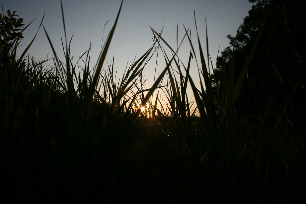 Through grass