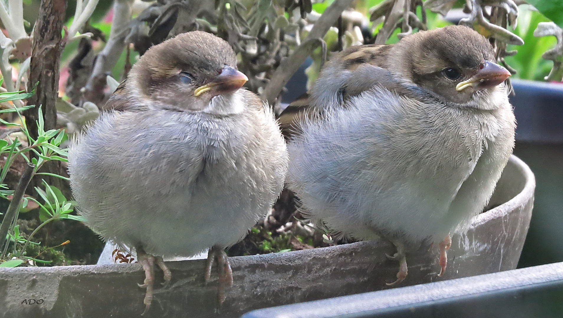 Through My Window