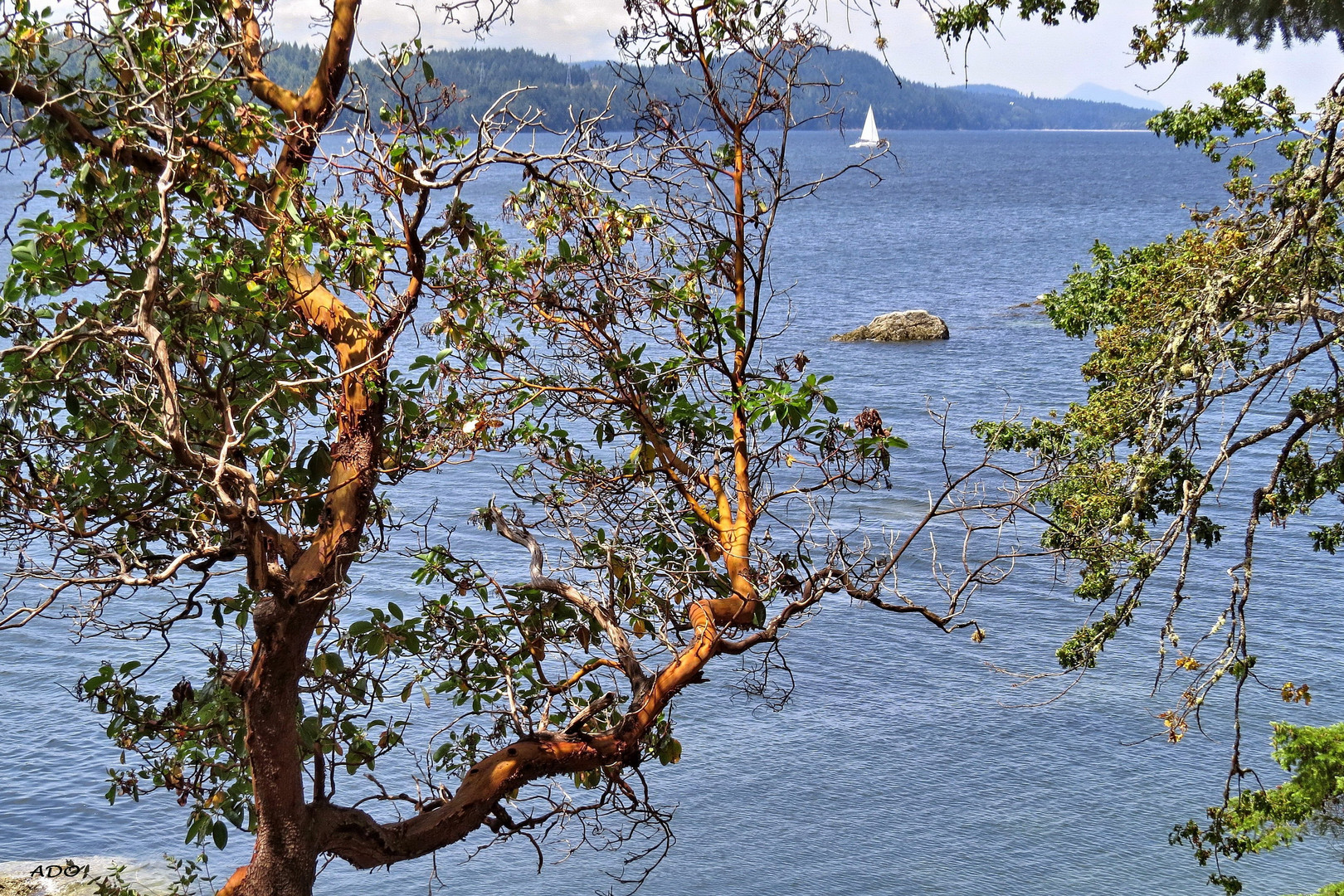 Through The Arbutus Trees