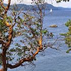 Through The Arbutus Trees