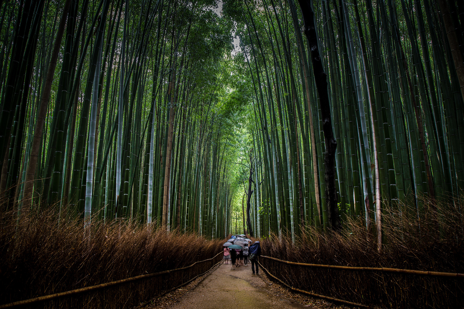 Through the Bamboo