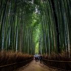 Through the Bamboo