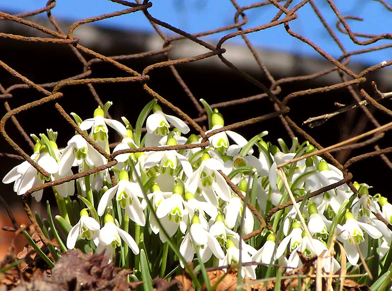 Through the barricades