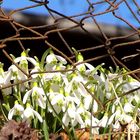 Through the barricades