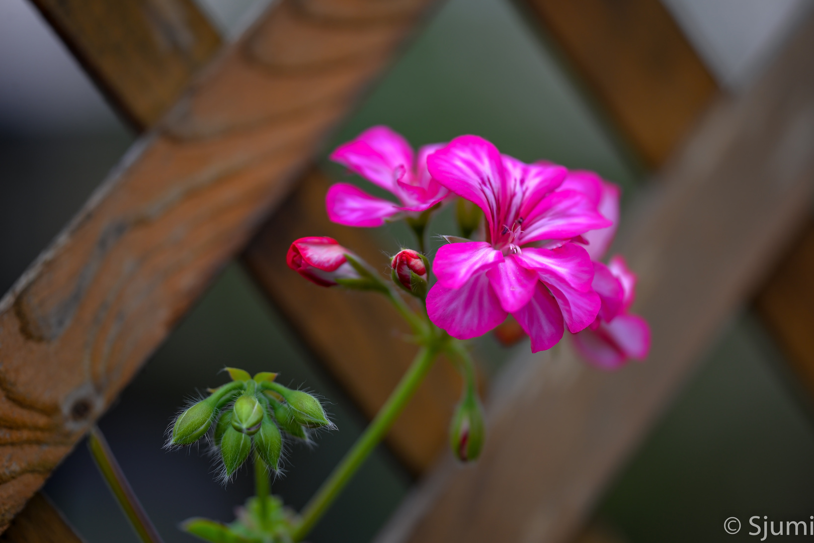 Through the fence