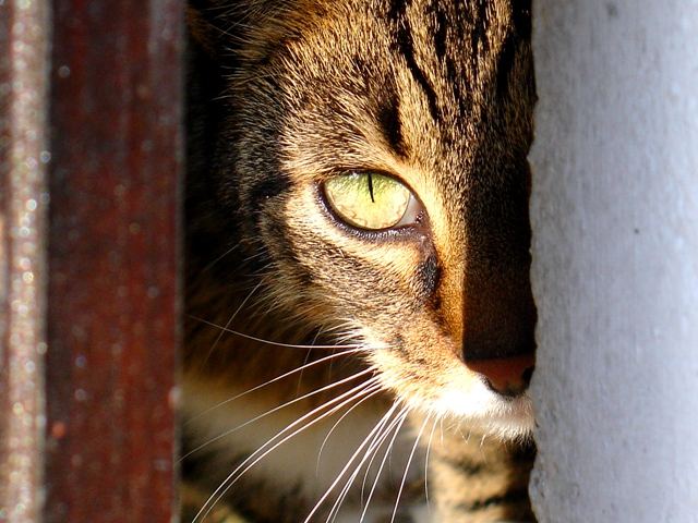 Through the fence