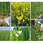 °°through the fields°°