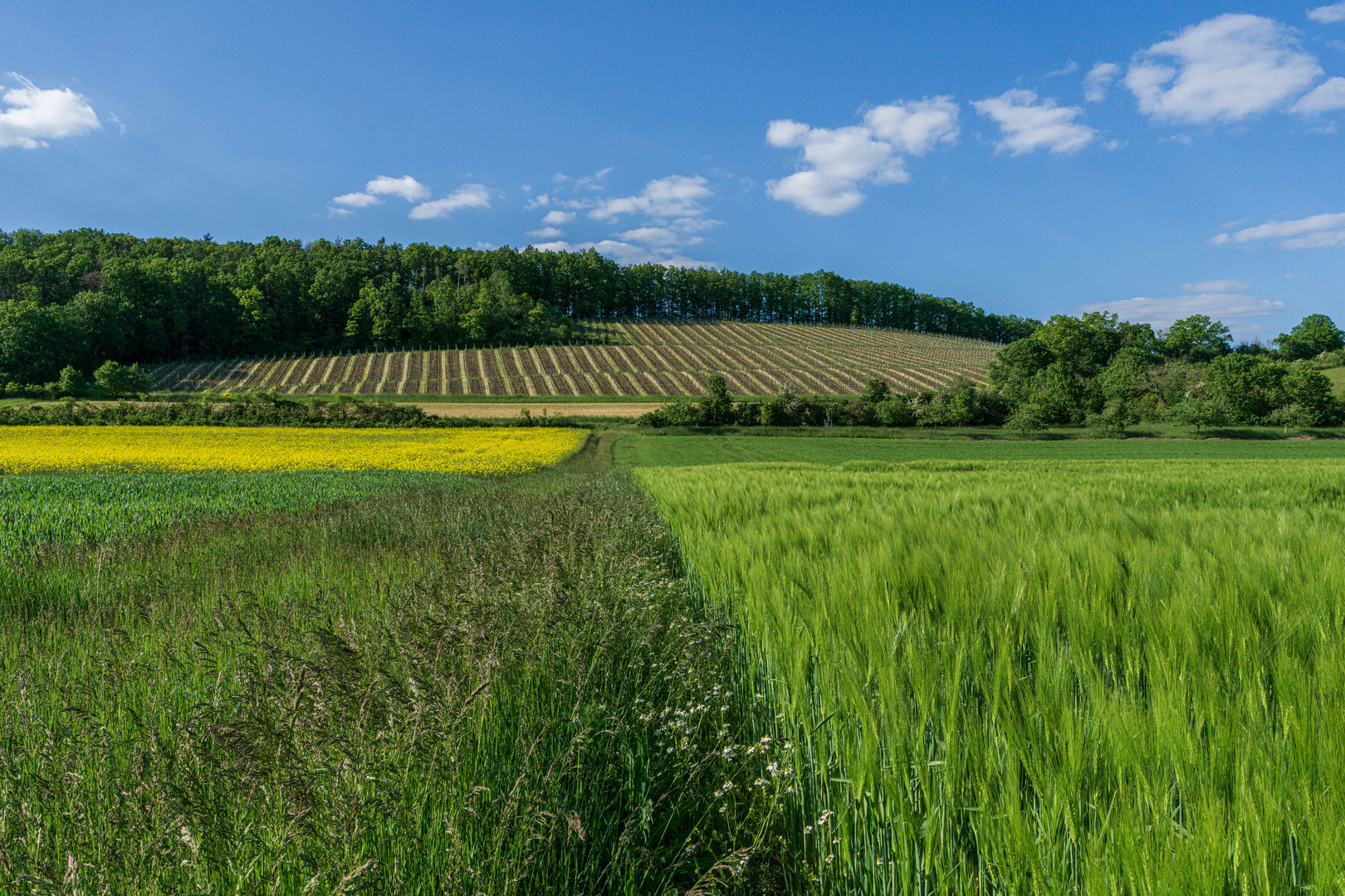 Through the fields to the vineyards