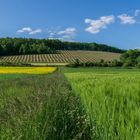 Through the fields to the vineyards