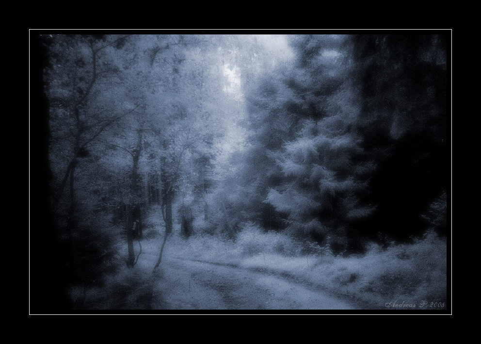 ...through the forgotten woods...