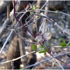 Through the Grapevine