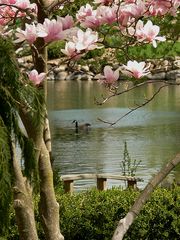 Through the magnolias
