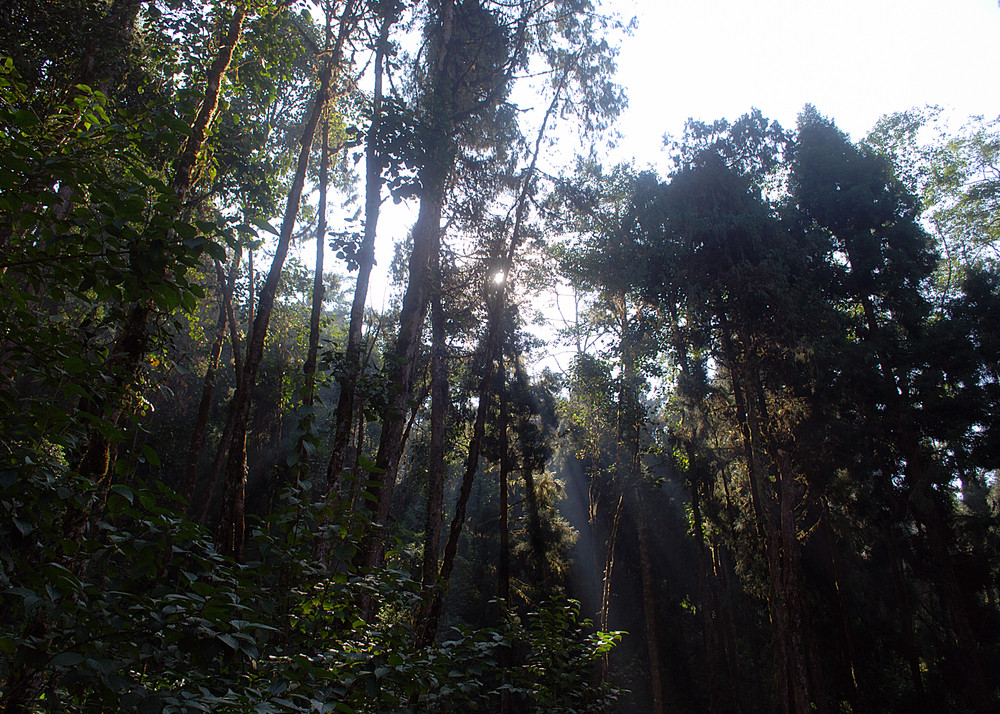 through the pine forests in loleygaon