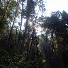 through the pine forests in loleygaon