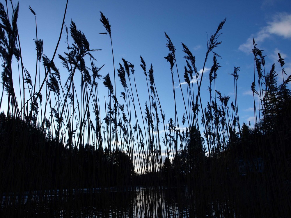 Through the reeds