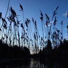 Through the reeds