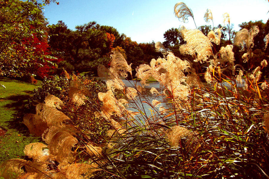 Through the Reeds